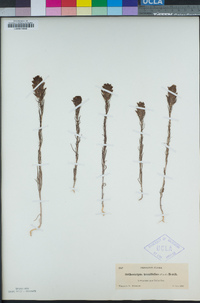 Orthocarpus tenuifolius image