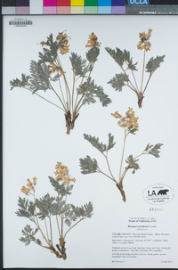 Dicentra nevadensis image