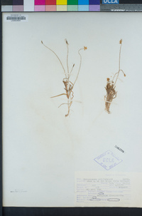 Platystemon californicus image