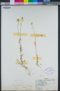 Papaver heterophyllum image