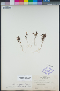 Diplacus jepsonii image