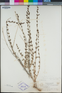 Keckiella rothrockii var. rothrockii image