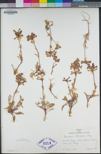 Penstemon heterodoxus image