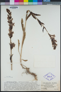 Penstemon strictus image