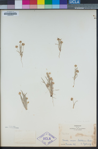 Plantago ovata var. insularis image