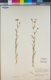Allophyllum gilioides image