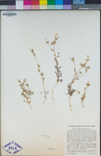 Collomia heterophylla image