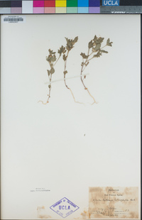 Collomia heterophylla image