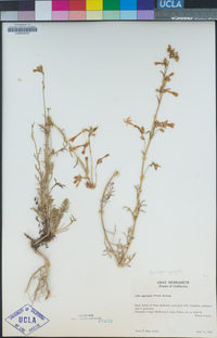 Ipomopsis aggregata image