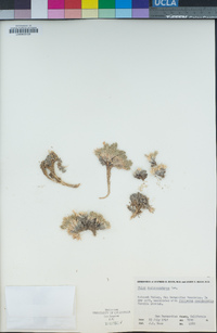 Phlox austromontana image