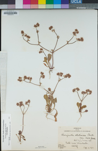 Chorizanthe staticoides image