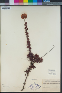 Eriogonum fasciculatum image