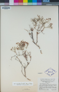 Eriogonum heermannii var. sulcatum image