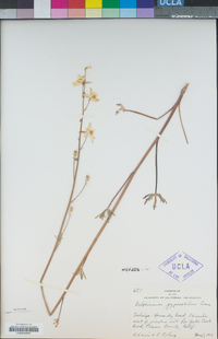 Delphinium gypsophilum image