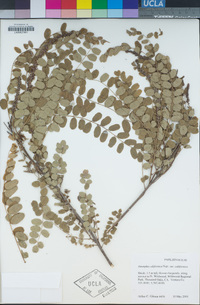 Amorpha californica image