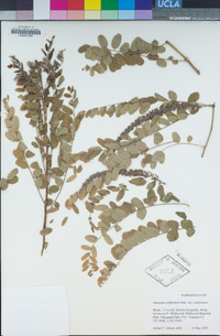 Amorpha californica var. californica image