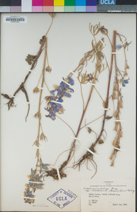 Delphinium parryi subsp. blochmaniae image