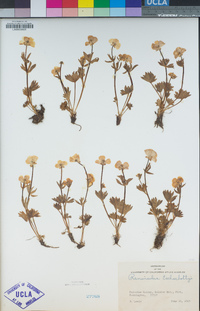 Ranunculus eschscholtzii image