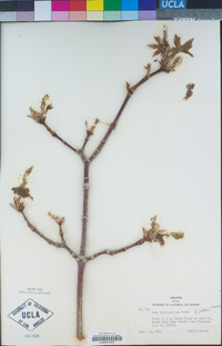 Acer macrophyllum image