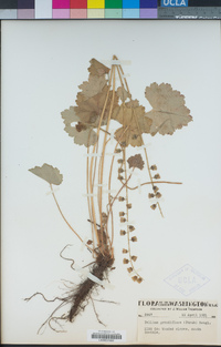 Tellima grandiflora image