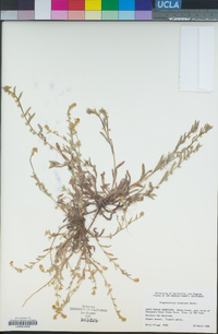 Plagiobothrys canescens image
