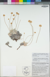 Eriogonum kennedyi var. austromontanum image