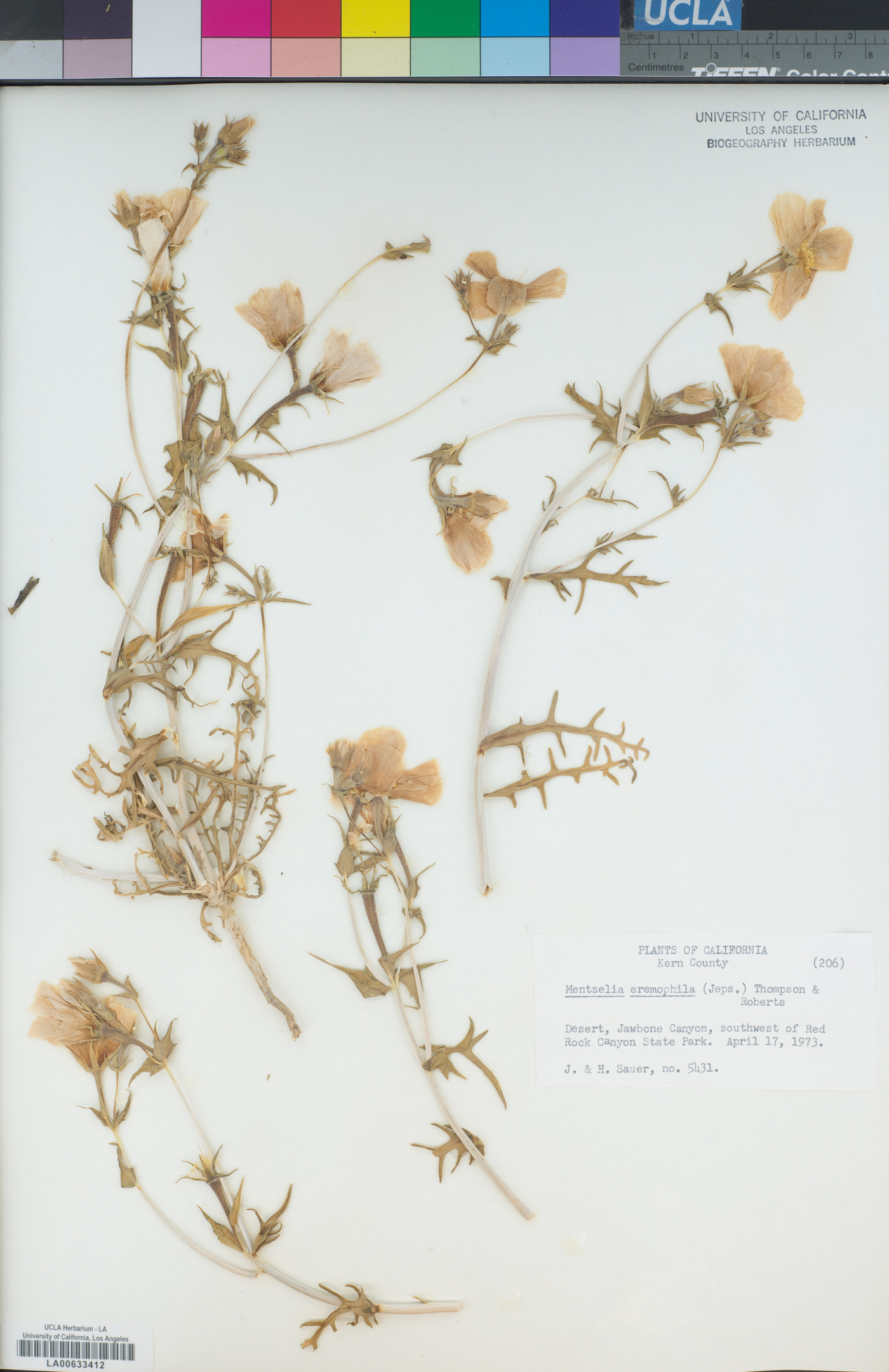 Mentzelia eremophila image