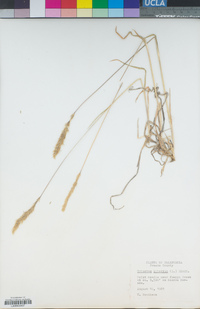 Trisetum spicatum image