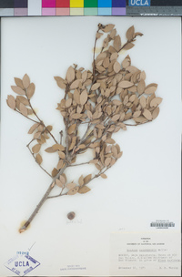 Quercus cedrosensis image