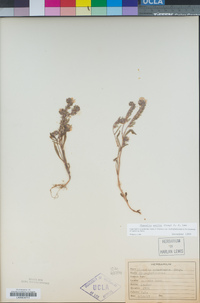 Phacelia exilis image