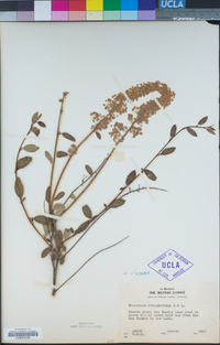 Ceanothus integerrimus image