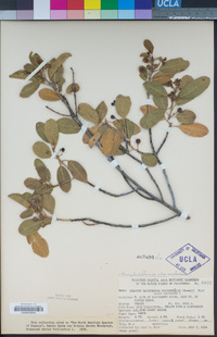 Frangula californica subsp. occidentalis image