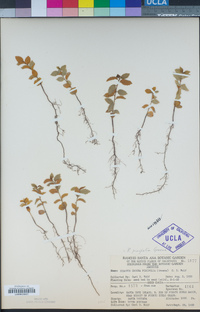 Rhamnus pirifolia image