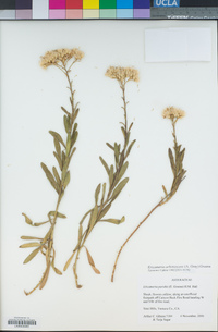 Ericameria arborescens image