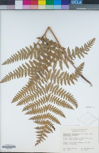 Pteridium aquilinum image