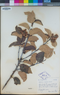 Rhus ovata image