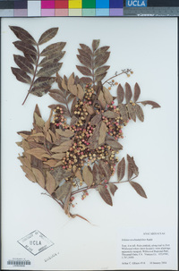 Schinus terebinthifolius image