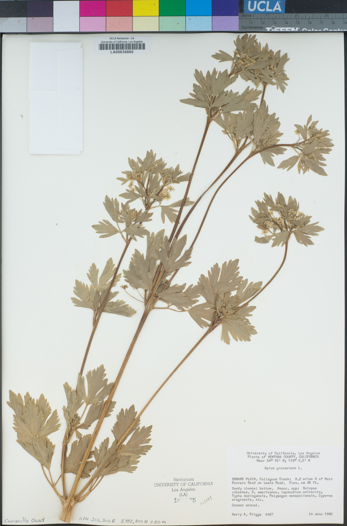 Apium graveolens image