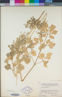 Apium graveolens image