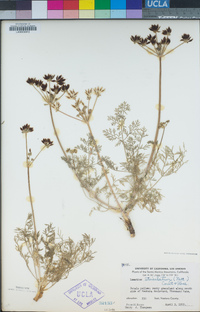 Lomatium utriculatum image