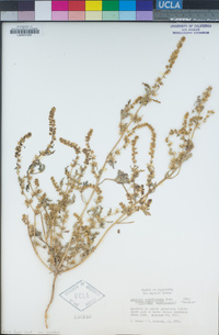 Ambrosia acanthicarpa image