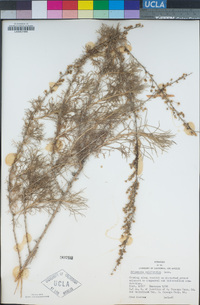 Artemisia californica image