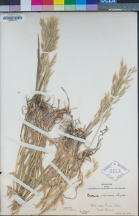 Bromus inermis image