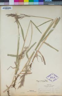 Bromus inermis image