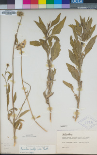 Encelia californica image