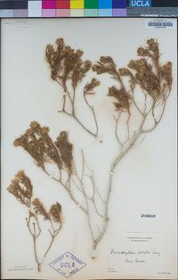 Peucephyllum schottii image