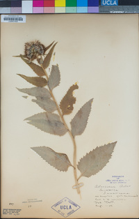 Saussurea americana image