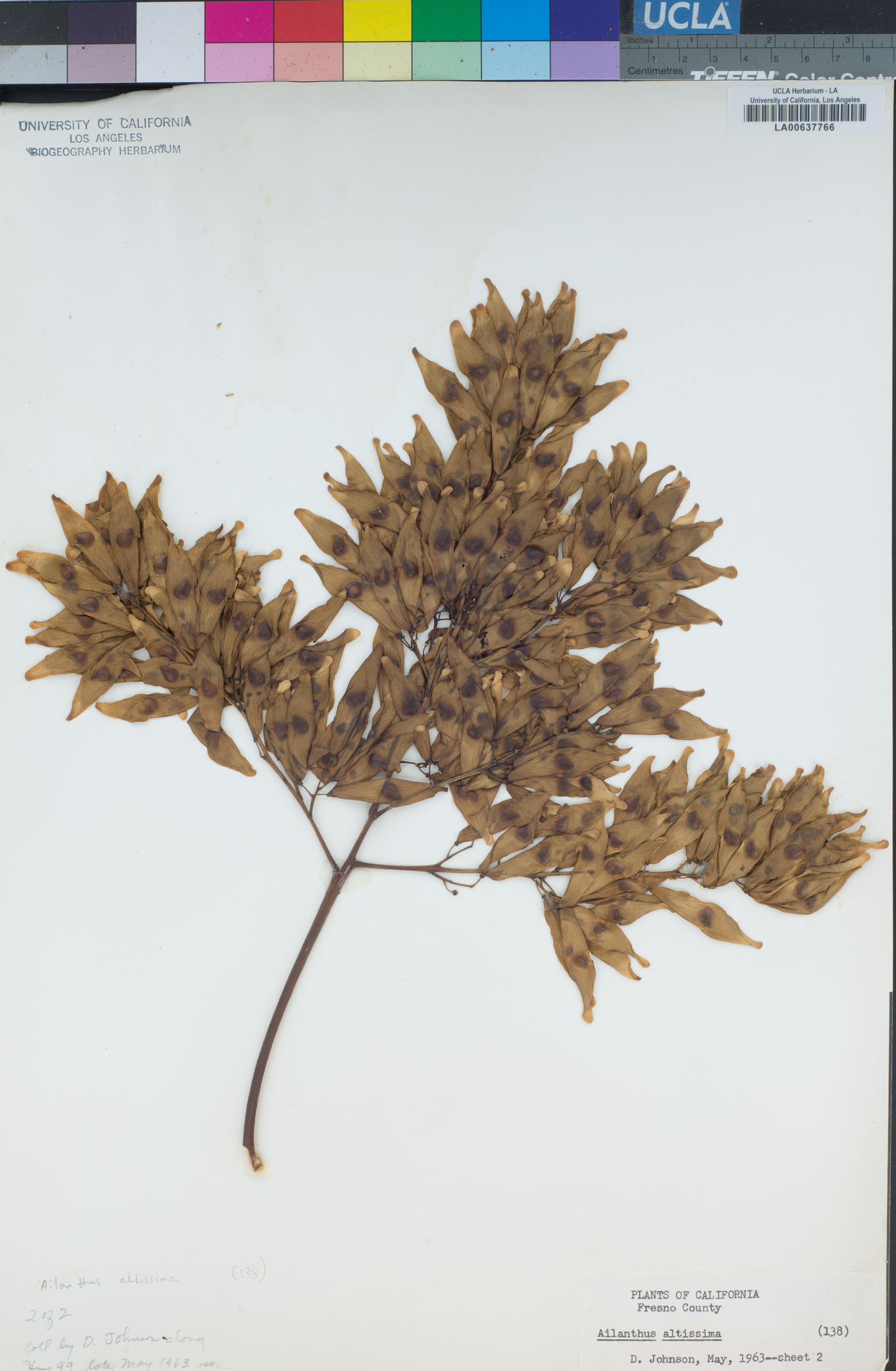 Ailanthus image