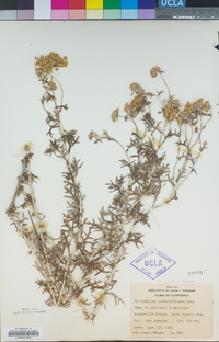 Eriophyllum confertiflorum image