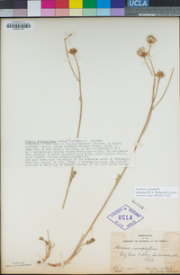 Packera ionophylla image